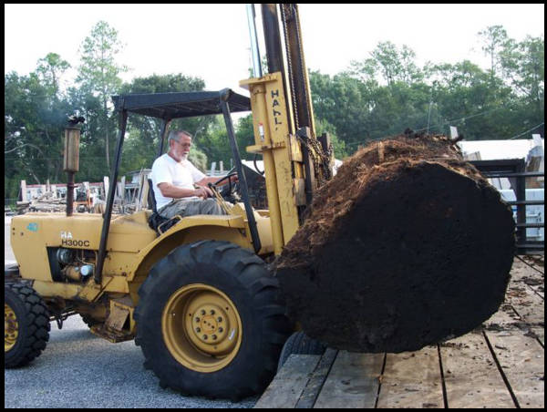 Tom moving a log